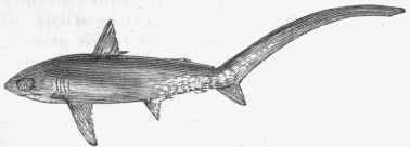 Sea Fox (Alopias vulpes).