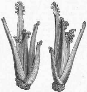 Sea Kale (Crambe maritima). Blanched Young Shoots.