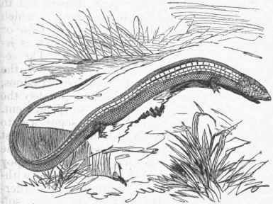 Seps tridactylus.