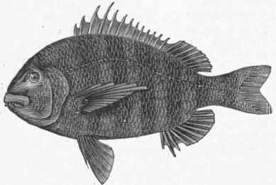 Sheep's Head (Sargus ovis).