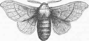 Silkworm Moth, Male.