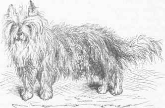 Skye Terrier.