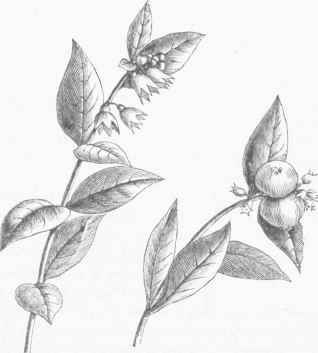 Snowberry (Symphoricarpus racemosus).