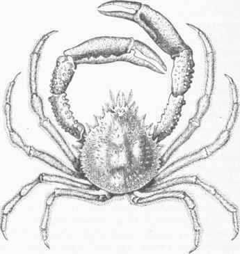 Spider Crab (Maia squinado).