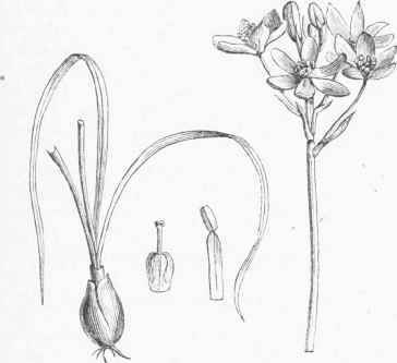 Star of Bethlehem (Ornithogalum umbellatum).