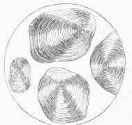 Starch Granules of tous lea mois, magnified 150 diameters.