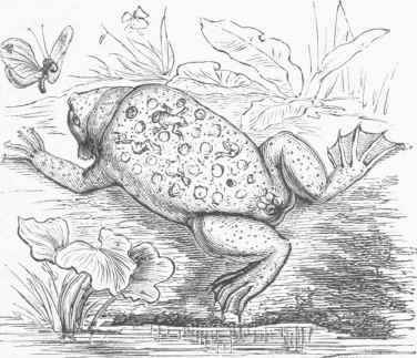 Surinam Toad (Pipa Americana).