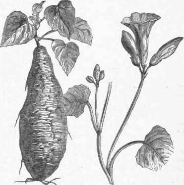 Sweet Potato (Ipomaea batatas).