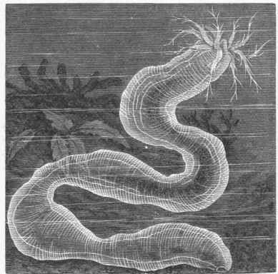Synapta Duvernae.