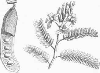 Tamarind (Tamarindus Indica).