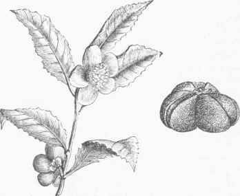 Tea riant (Camellia thea).