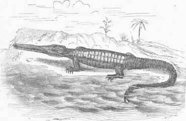 Teloosaurus Cadomonsis.