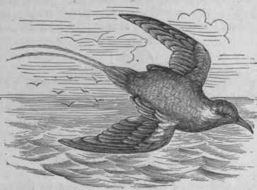 Tropic Bird (Phaeton aethereus).