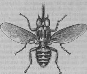 Tsetse (Glossina morsitans), enlarged.
