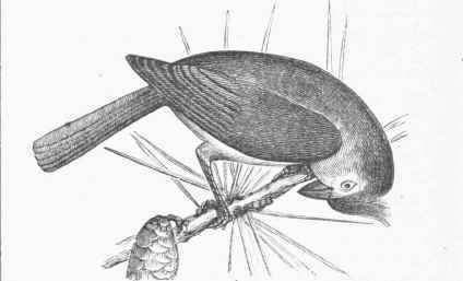 Tufted Titmouse (Lophophanes bicolor).