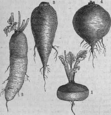 Varieties of the Turnip. 1. Red top Strap Leaf. 2. Cowhorn. 3. Long White French. 4. Ruta baga.