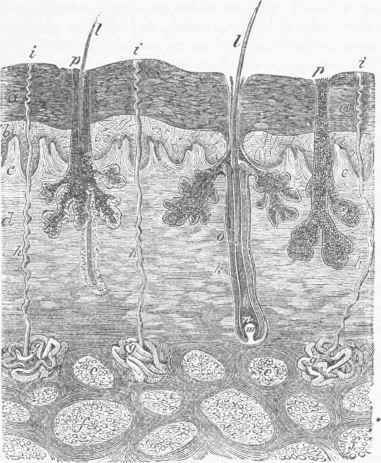 Vertical Section of the Skin, magnified.