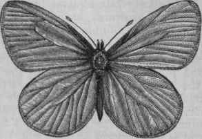 White Butterfly (Pontia oleracea).