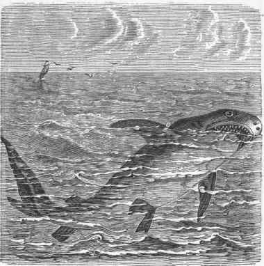 White Shark (Carcharias vulgaris).