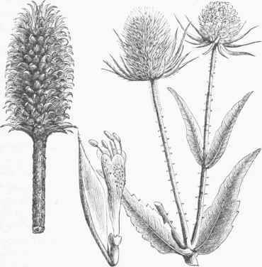 Wild Teasel (Dipsacus sylvestris), and Head of Fullers' Teasel.