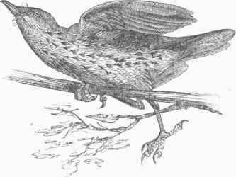 Wood Thrush (Turdus mustelinus).