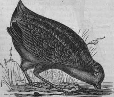 American Woodcock (Philohela minor).