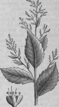 American Wormseed (Chenopodium ambrosioides, var. anthelmintieum).