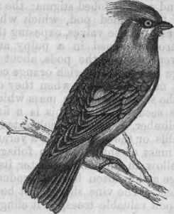 Bohemian Waxwing (Ampelis garrulus).