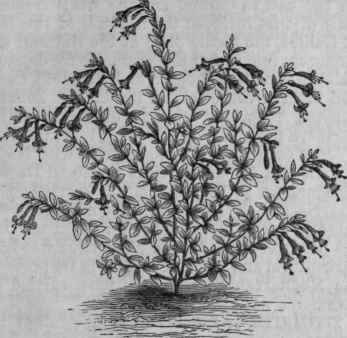 Californian Zauschneria (Zauschneria Californica).