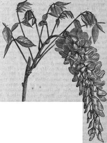 Chinese Wistaria (Wistaria Sinensis).