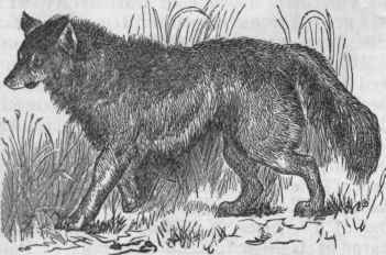 Coyote or Prairie Wolf (Cania latrans).