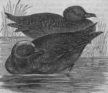 European Widgeon (Mareca Penelope).