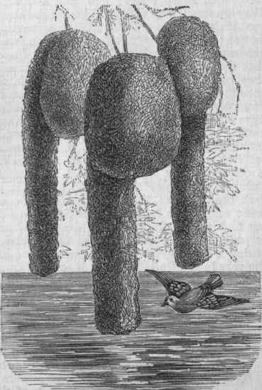 Nest of African Weaver Bird.