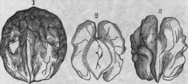 Nut (1) and Seed (2, 3) of European Walnut.