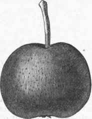 Oblate Pear   Fulton.