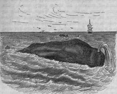 Sperm Whale (Physeter macrocephalus).