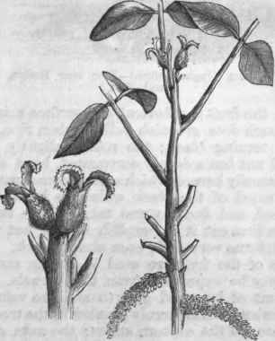 Staminate and Pistillate Flowers.