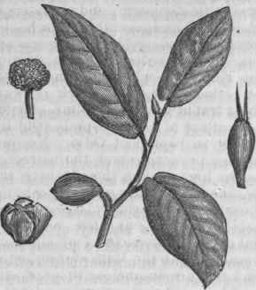 Upas Tree (Antiaris toxicaria).