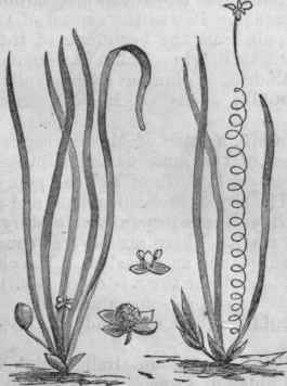Vallisneria spiralis   Staminate and Pistillate.