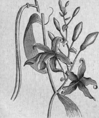 Vanilla planifolia.