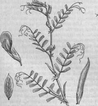Vetch (Vicia sativa).