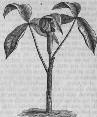 Wake Eobin (Arisaema triphyllum).