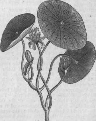 Water Shield (Brasenia peltata).