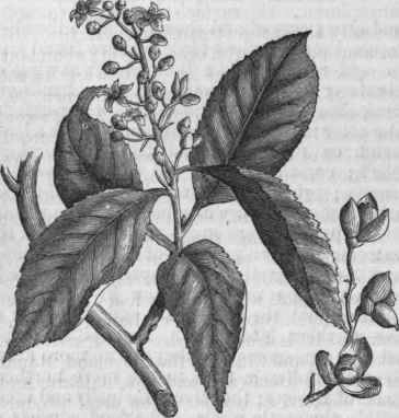 Waxwork (Oelastrus scandens).