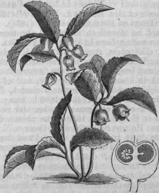 Wintergreen (Gaultheria procumbens), with Section of Fruit.