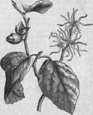Witch Hazel (Hamamelis Virginica).