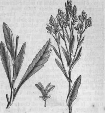 Woad (Isatis tinctoria).