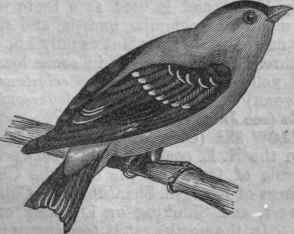 Yellow Bird (Chrysomitris tristis).