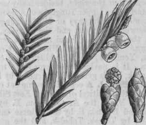 Yew (Taxus baccate).