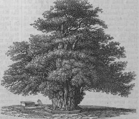 Yew Tree at Darley, Derbyshire, England.